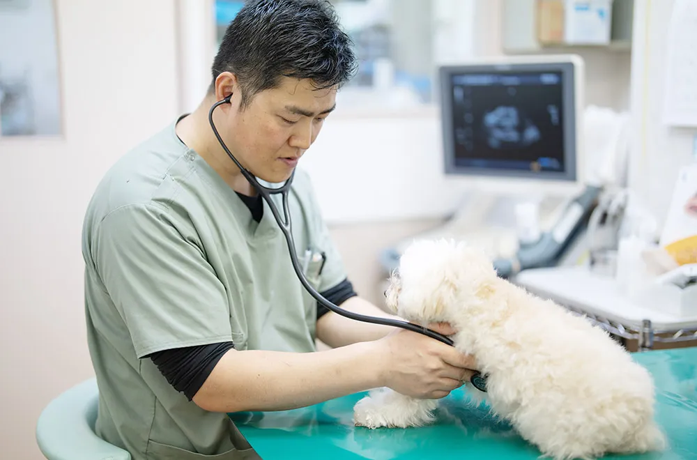 診察する獣医師の様子