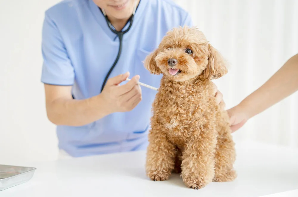 注射する獣医師の様子